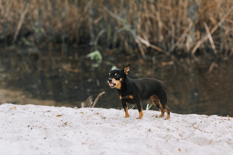 Какой характер у черных чихуахуа?