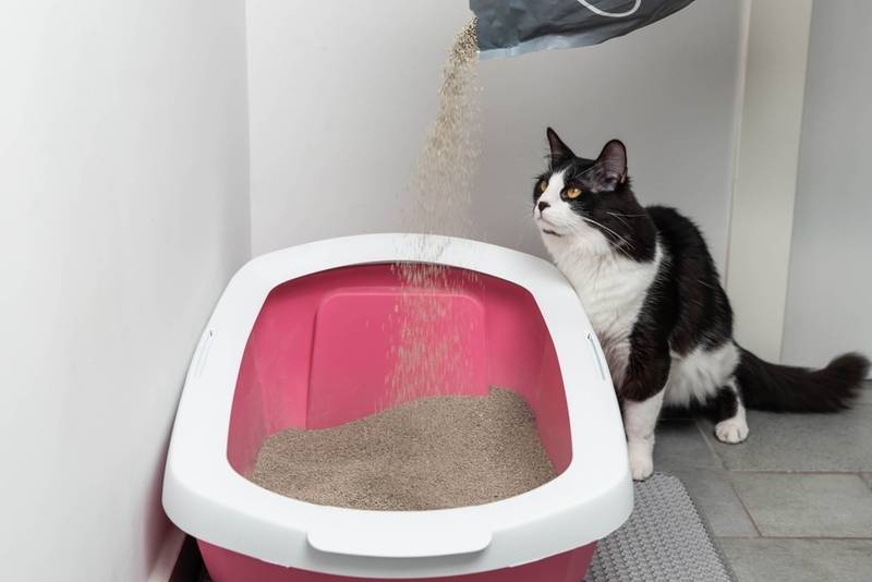 Туалетные проблемы питомцев: почему кошка не ходит в лоток?