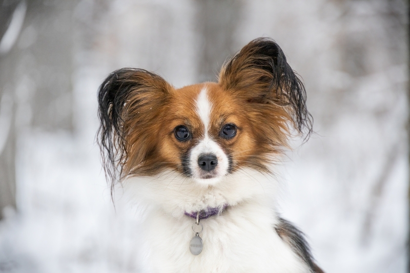 Вес папильона зависит от многих факторов
