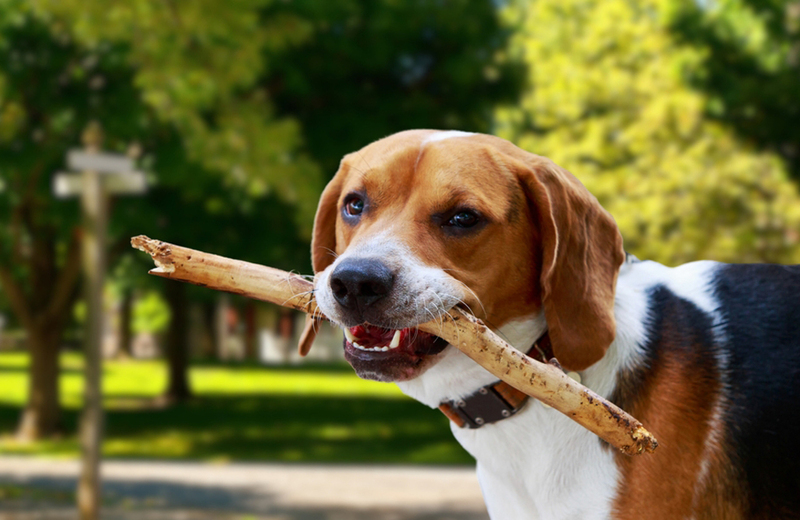 Американская собака фоксхаунд