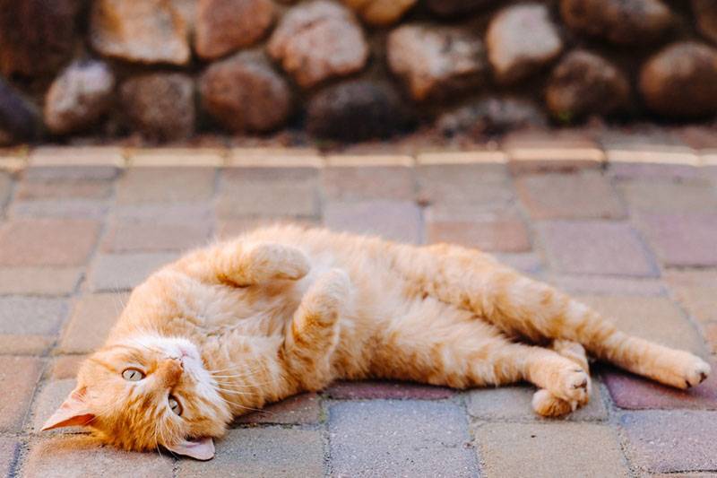 Кот лежит и спит на спине, раскинув лапы вверх – почему и норма ли это?