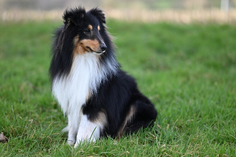 Какой характер у пород типа колли?