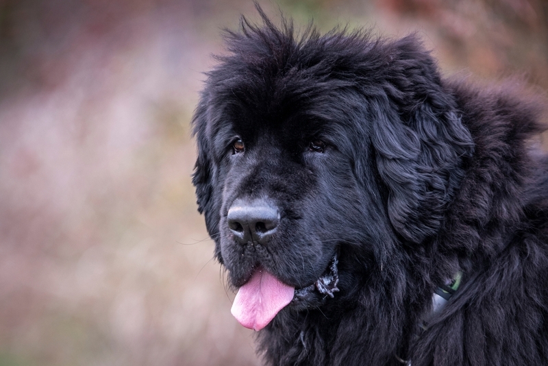 Ньюфаундленд – американский пес