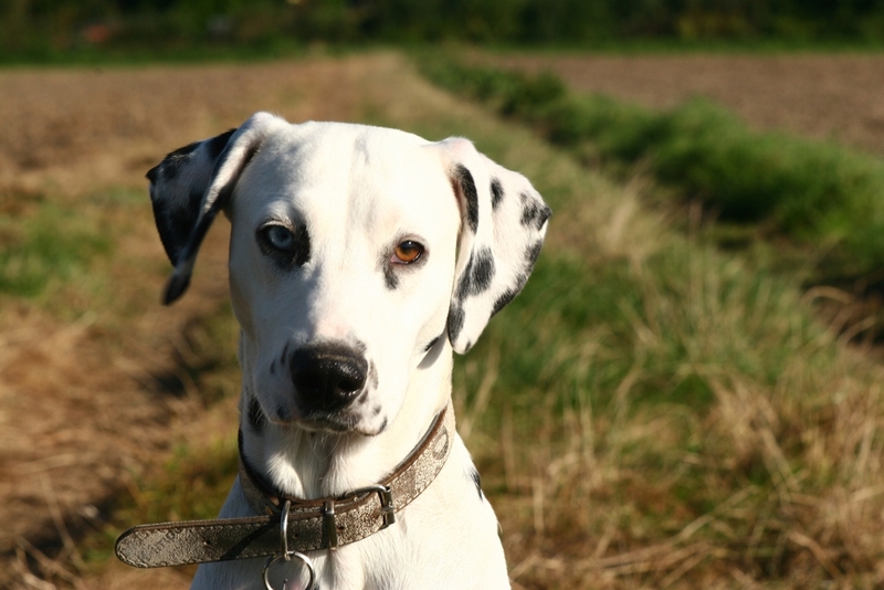 Далматин – отличная порода собак, способная быть поводырями