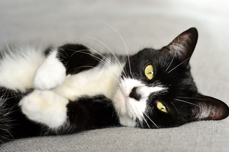 После отравления растениями, опасными для кошек, питомец может быть вялым