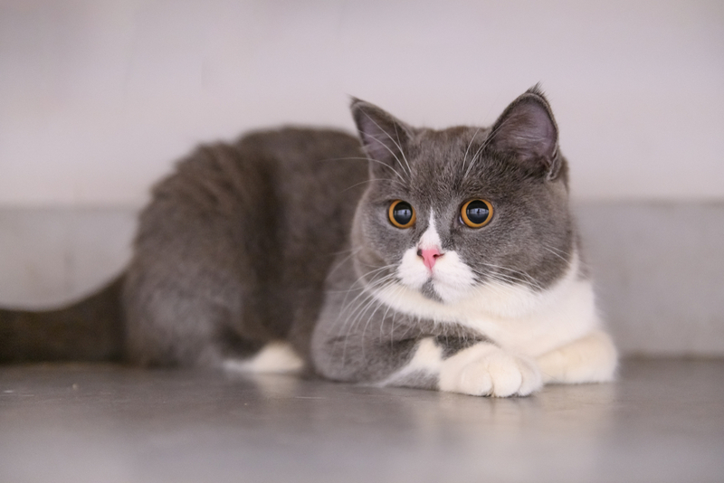 Одна из причин возникновения болезни Кушинга у кошек – проблемы с гипофизом