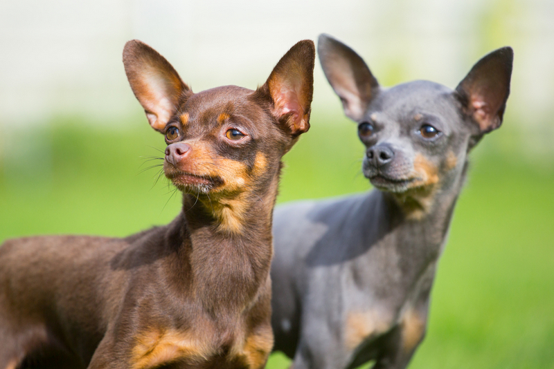 Во время беременности той-терьерам проводят УЗИ