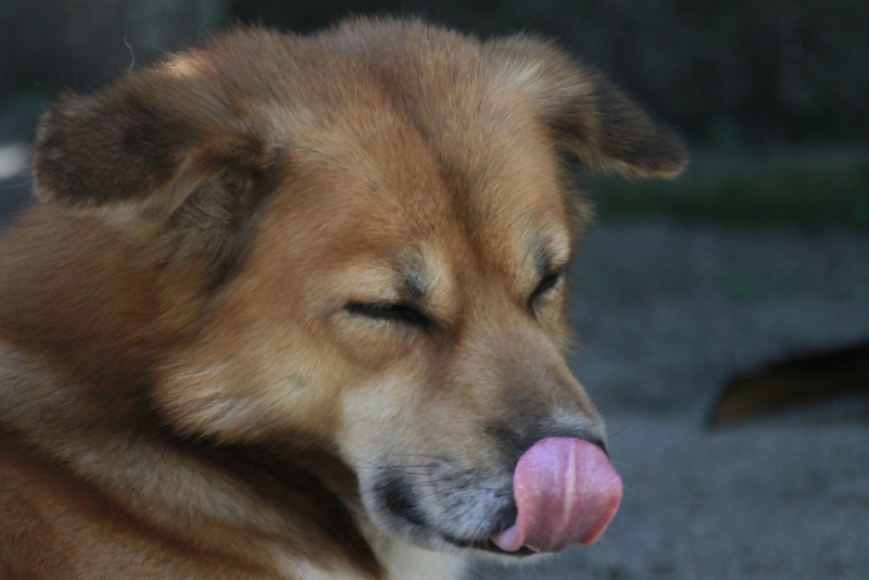 Если у собаки ожирение, ей необходимо худеть