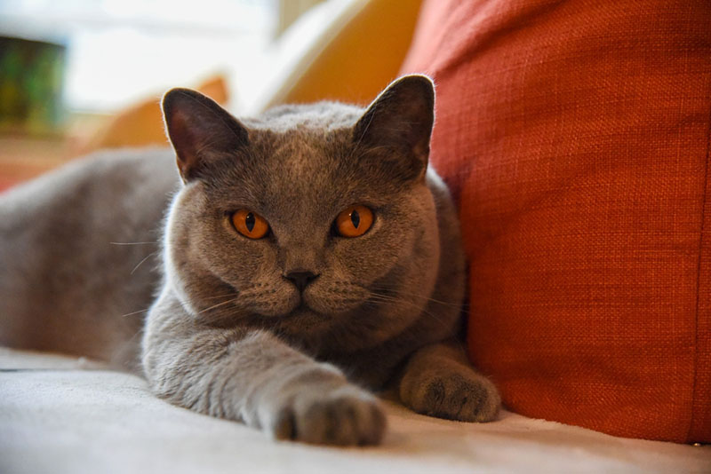 британская короткошёрстная кошка — очень милая порода