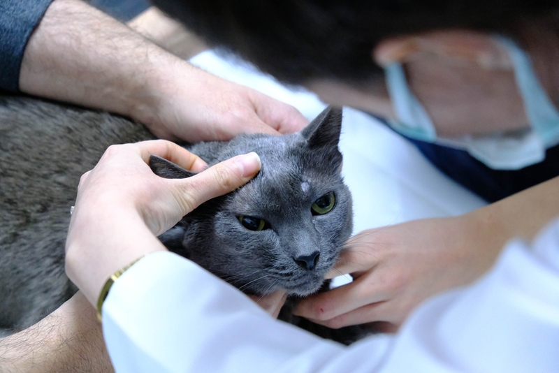 Диагностика косоглазия у кота начинается с осмотра