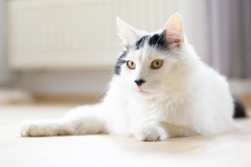 Сколько живут турецкие ангоры в норме?