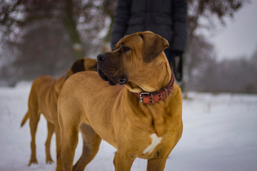 Тоса-ину – вид догов