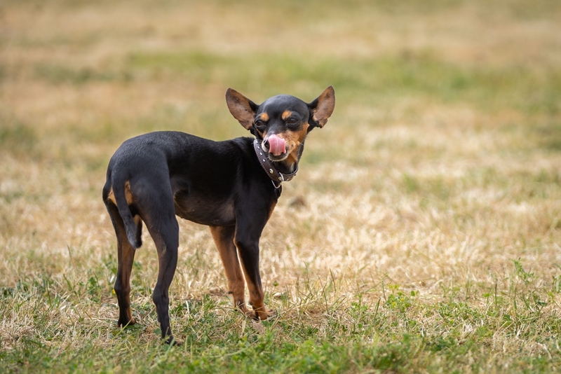 Течка у той-терьера проходит два раза в год