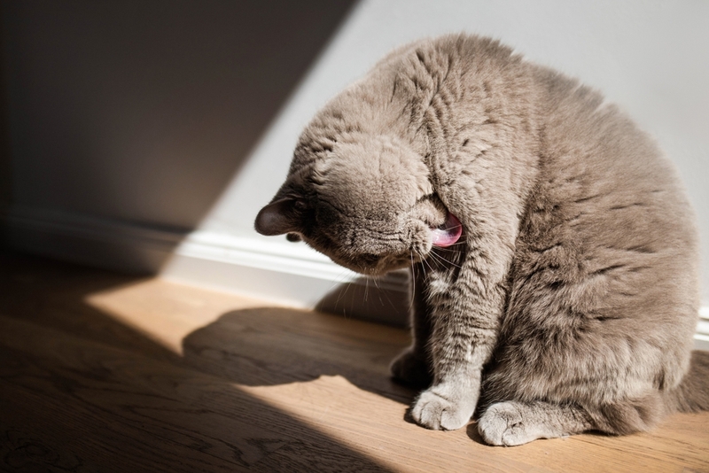 Клетчатка в рационе кошки помогает выведению комочков шерсти