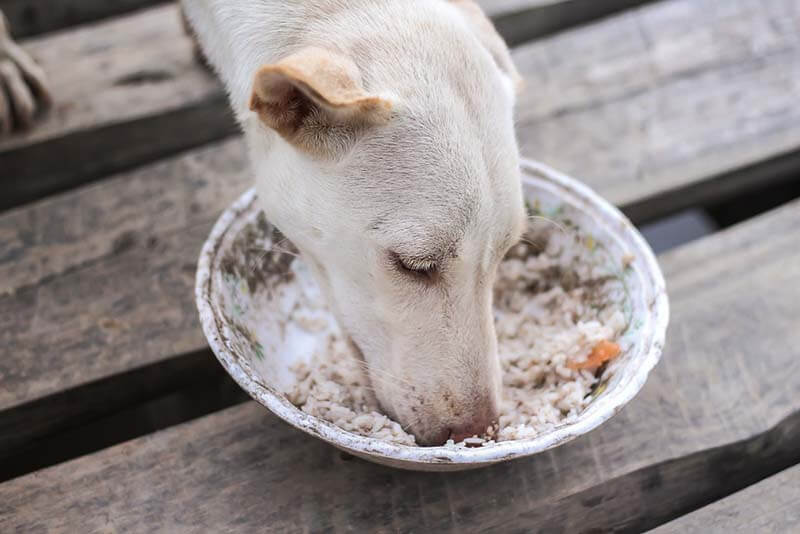 собака может заразиться парвовирусом через выделения больного животного, например, через загрязненную миску