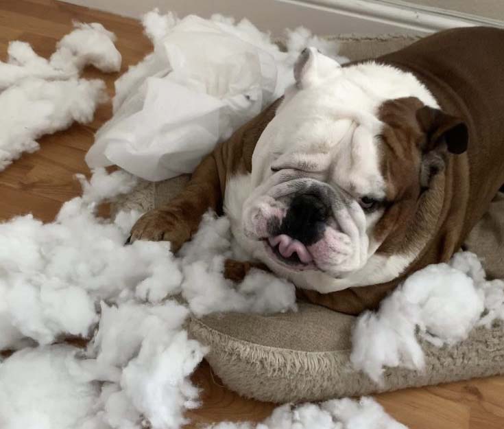 Бастера нельзя оставлять наедине с диванными подушками