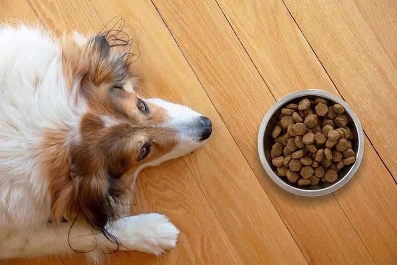 Почему собака не ест, отказывается от еды и стала вялой: причины, болезни