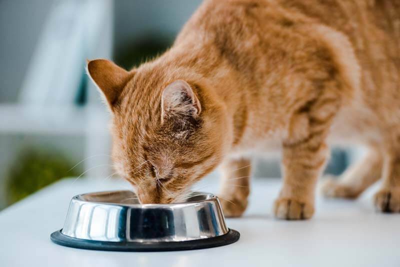 кошка, выздоравливающая от парвовируса, ест лечебный корм