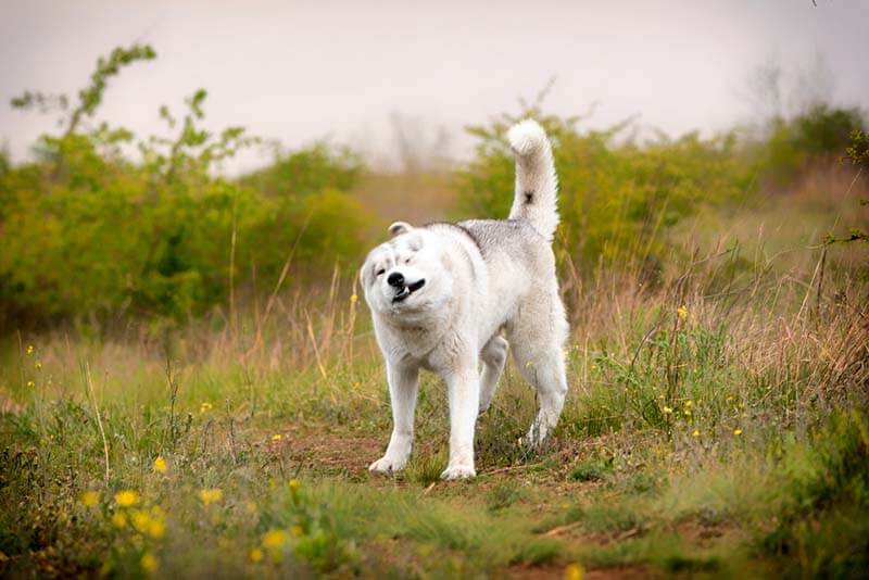 собака качает головой