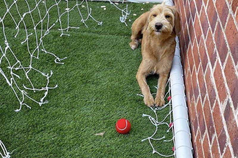 Иви полностью разгрызла сетку футбольных ворот хозяина