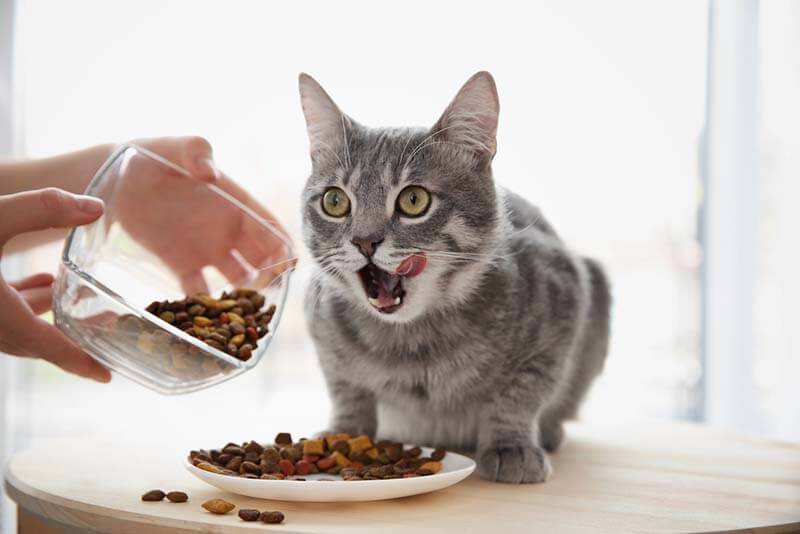 Кошку или кота тошнит и рвёт после еды – что делать?