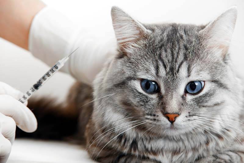 Как сделать укол кошке внутримышечно в бедро правильно: инструкция и советы