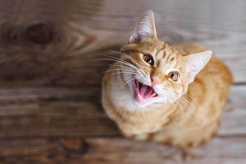 регулярная очистка зубов кошки позволяет улучшить качество и продолжительность её жизни