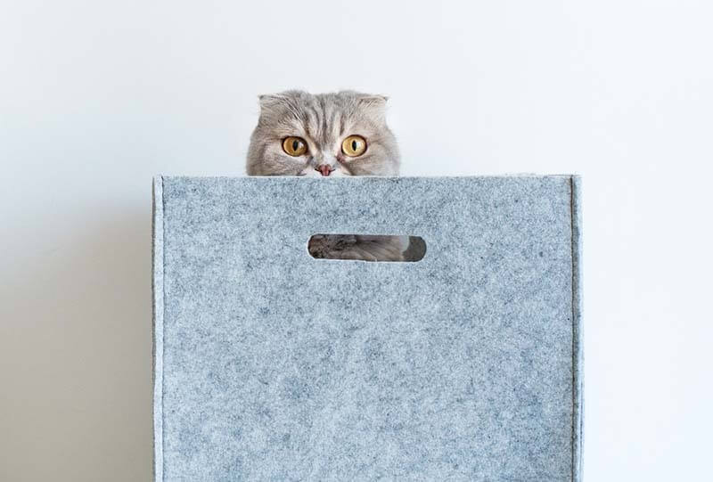 кошки любят прятаться в коробках