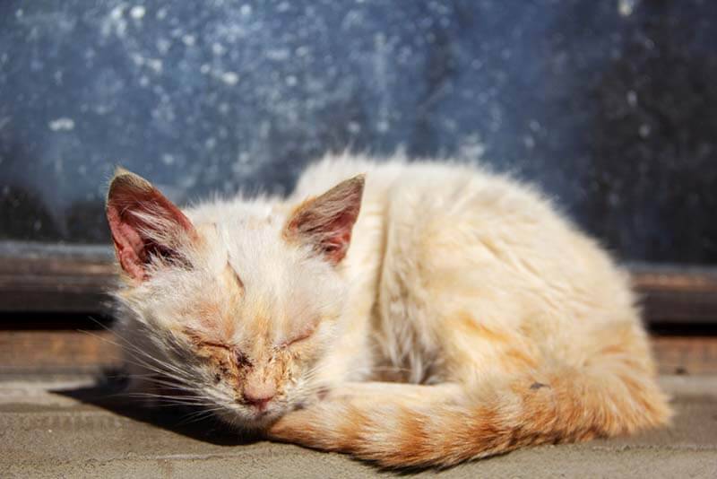 при развитии бактериальной инфекции у котенка могут закисать глаза
