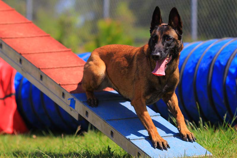 современные технологии помогают хозяевам проанализировать большое количество фитнес-показателей питомца