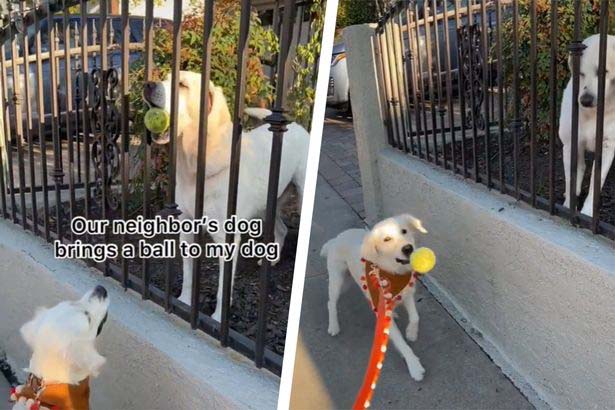 золотистый ретривер подружился с соседской собакой Леди