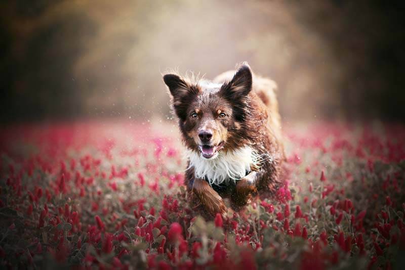 Австралийская овчарка бежит по полю цветов