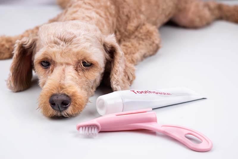 прежде чем начинать чистить зубы собаке нужно убедиться, что животное спокойно