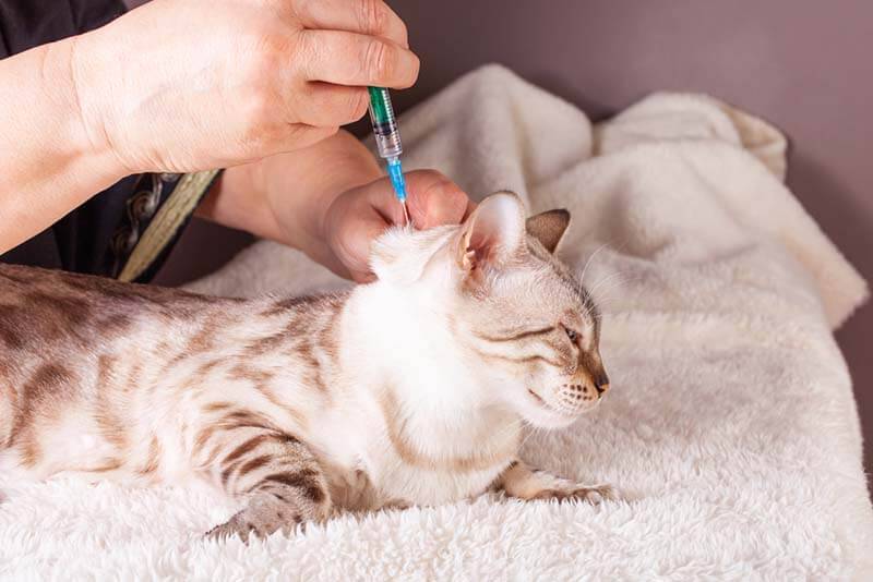 Как сделать укол кошке в холку правильно – инструкция и советы