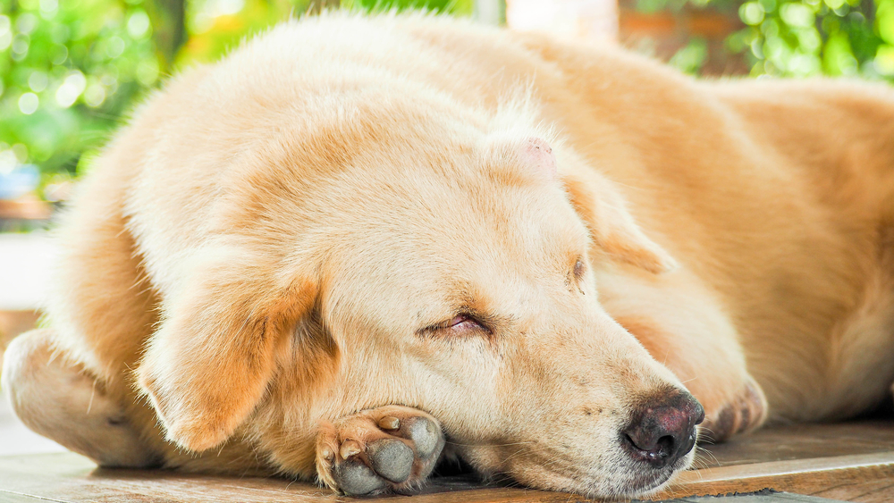 раковая опухоль на первых стадиях у собак проявляется в виде общего недомогания