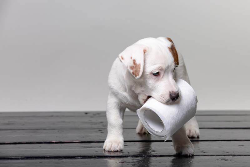 Диарея у щенка - причины и первая помощь в домашних условиях | Лапа помощи | Дзен