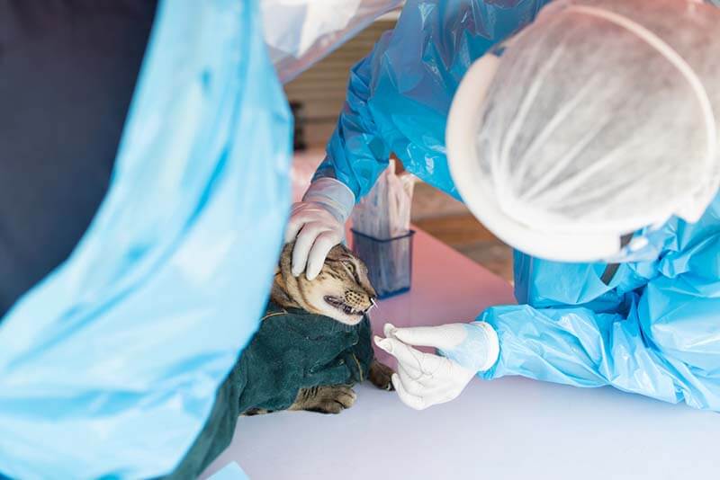 ветеринар берет материал у кошки для пцр-диагностики кальцивироза