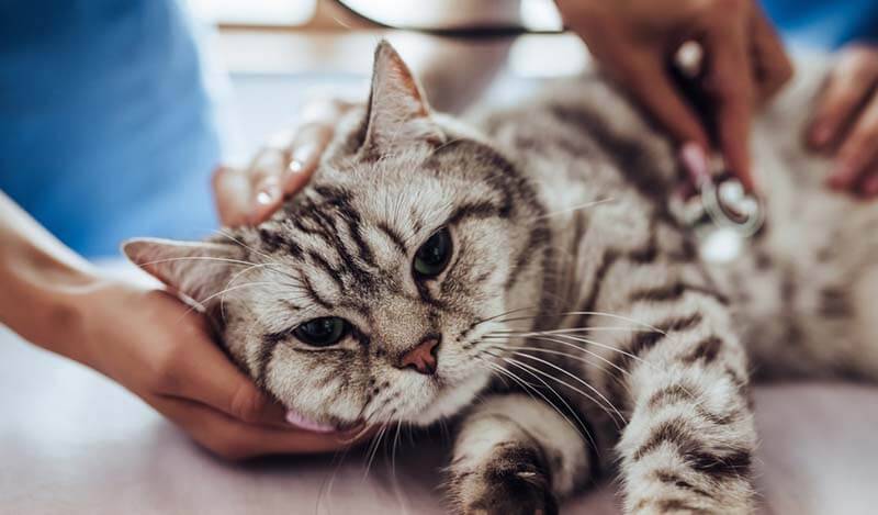 Кот чихает: причины и что делать при чихании у кошек