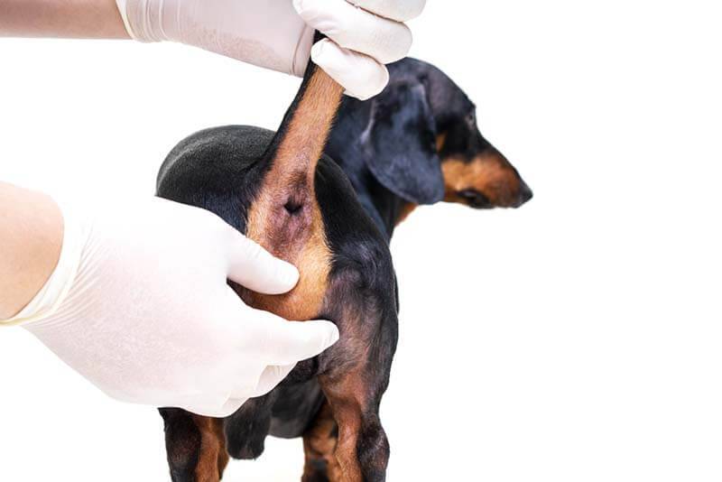 Воспаление анальных желез у собак - Ветеринарная клиника Никавет