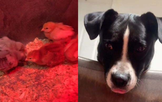 собака взяла под опеку цыплят