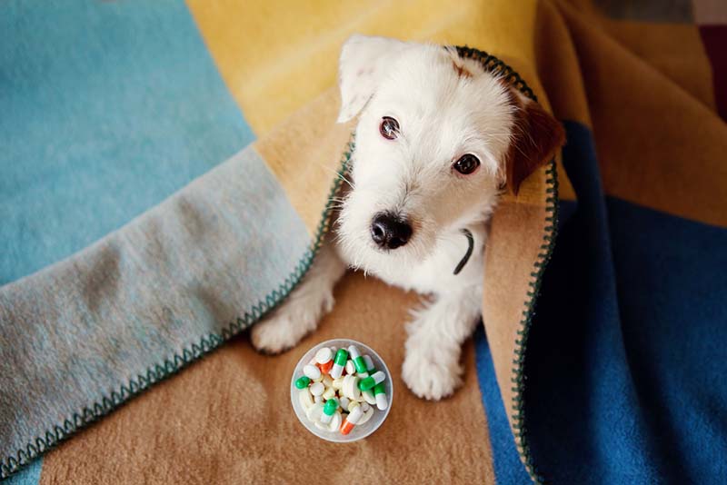 при употреблении в больших количествах любой “человеческий” витамин может представлять угрозу для здоровья питомца