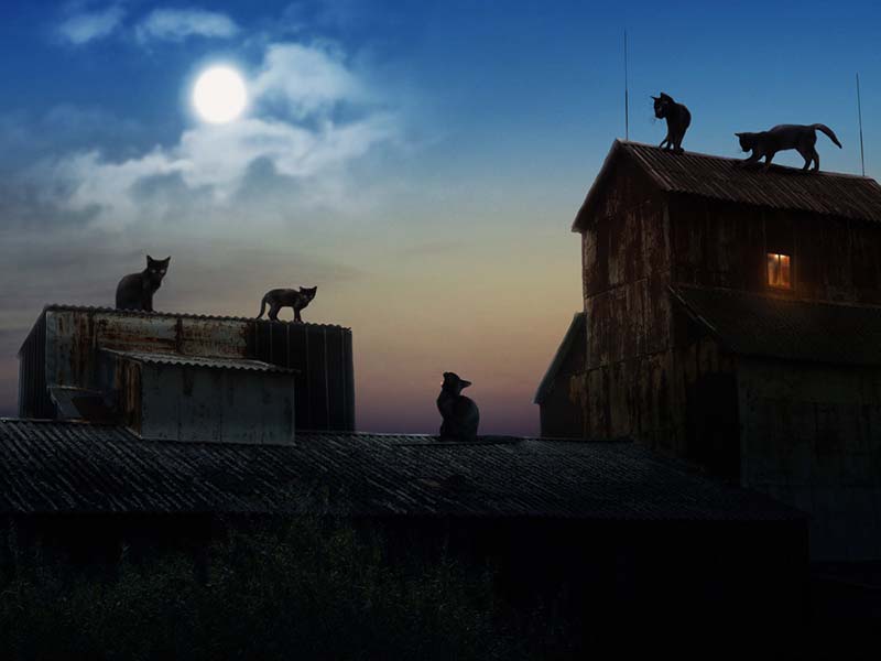 кошки особенно приспособлены к выживанию при длительных падениях