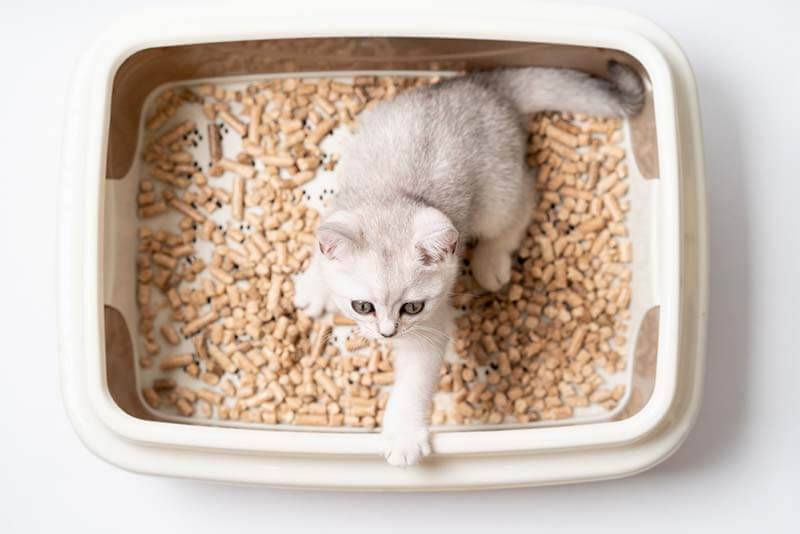 Белый кал у кошки – почему у питомца светлые какашки и что делать