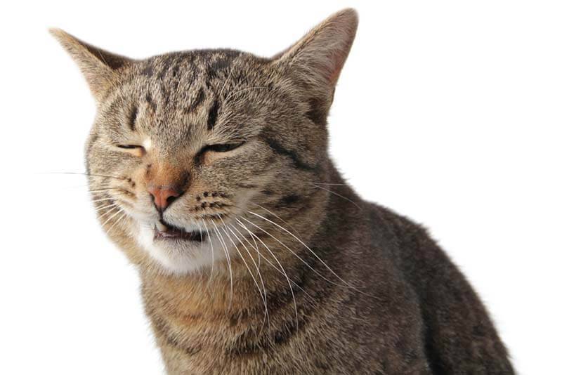 Кот кашляет и хрипит: причины кашля у кошек и что делать