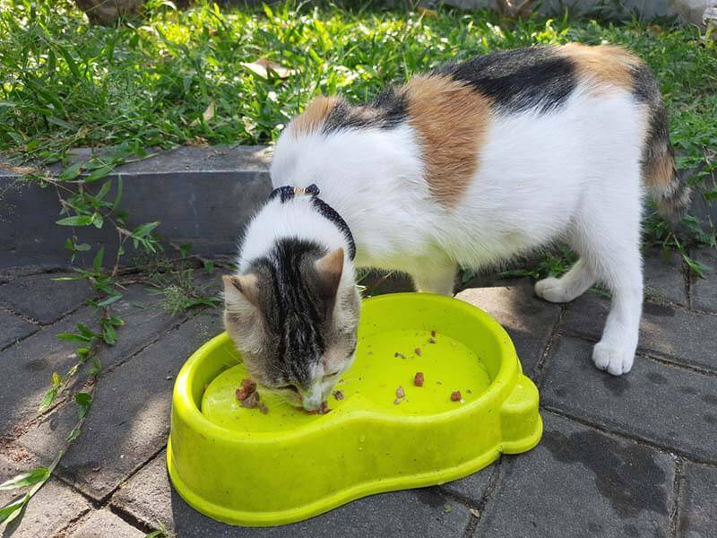 Понос у кошки или котенка: что делать, как и чем лечить жидкий стул