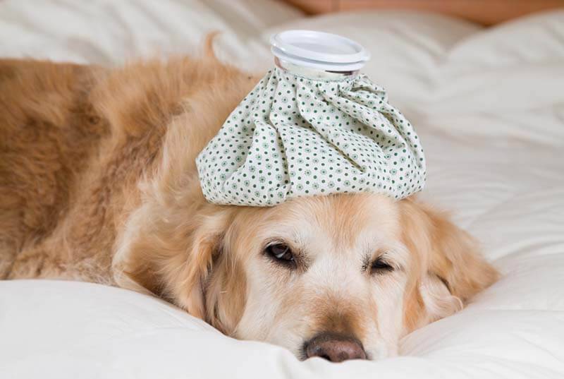 Лечение насморка у собак