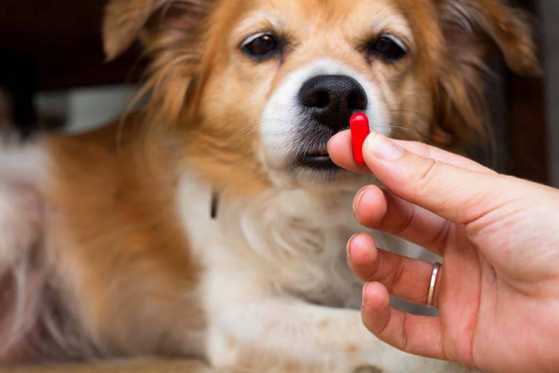 Как оказать первую помощь собаке при кровотечениях