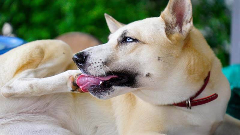 собака может часто вылизывать лапы из-за стресса