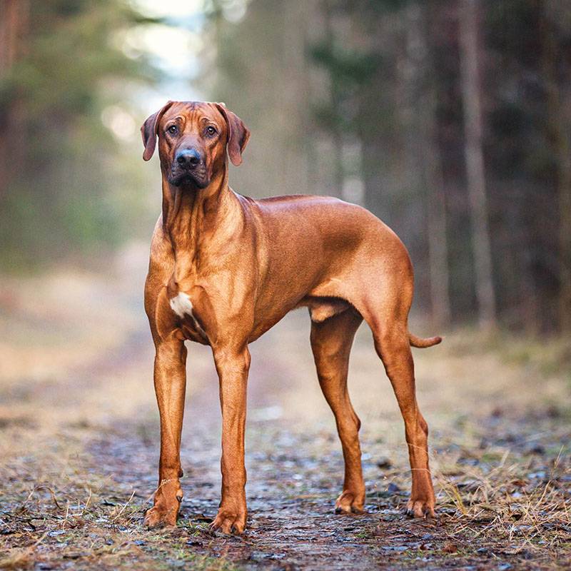 Родезийский риджбек: описание породы, характер собаки, фото