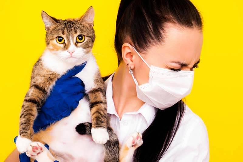 гипоаллергенные кошки это миф
